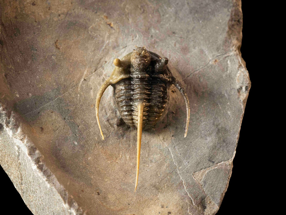 Thumbnail: Cyphaspis eximia & Gerastos sp.