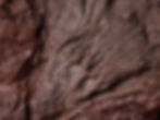 Placa de crinoideos del silúrico Scyphocrinites elegans