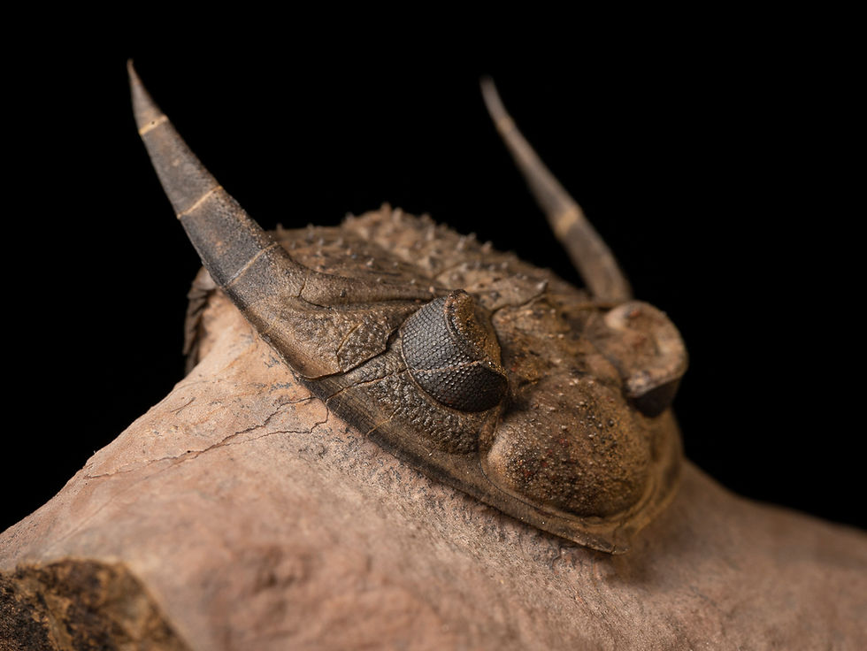 Thumbnail: Trilobite del Devónico Zlichovaspis aff. spinifera