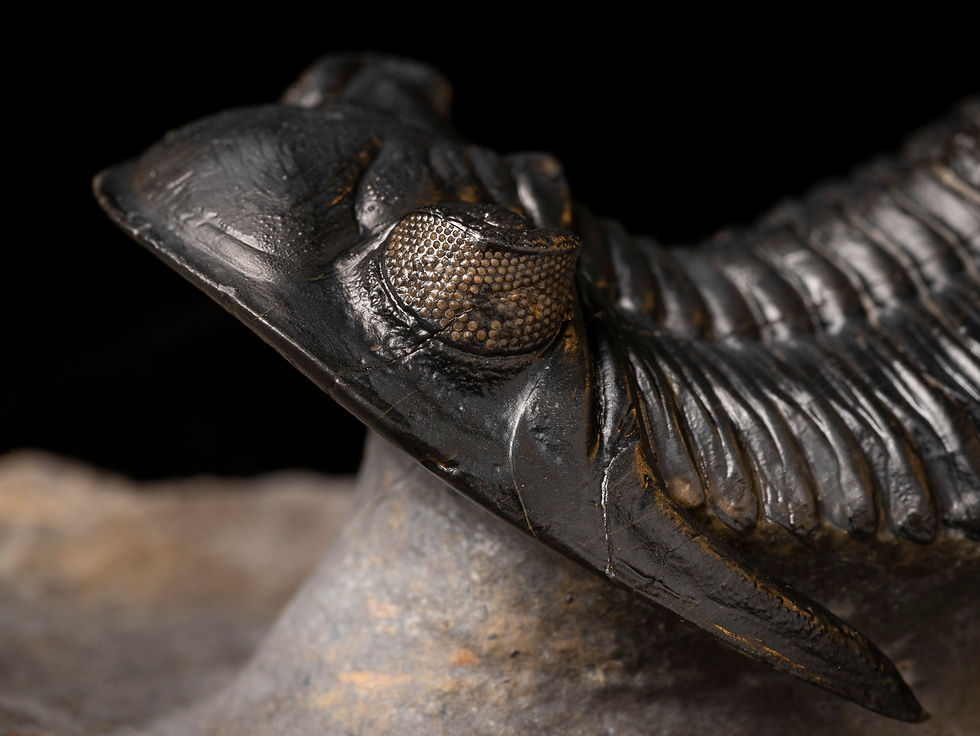Thumbnail: Trilobite Fósil Devónico Hollardops mesocristatus