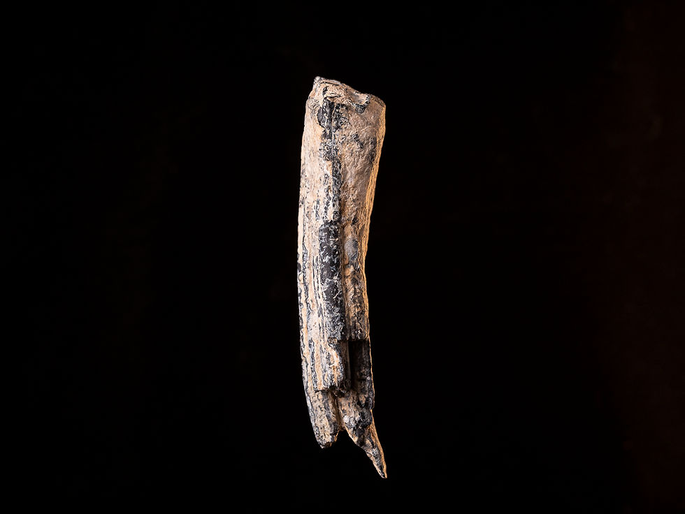 Thumbnail: Molar fósil caballo Equus occidentalis (Mioceno medio) | Toptrilos