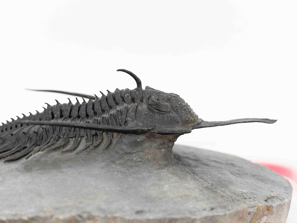 Thumbnail: Psychopyge elegans
