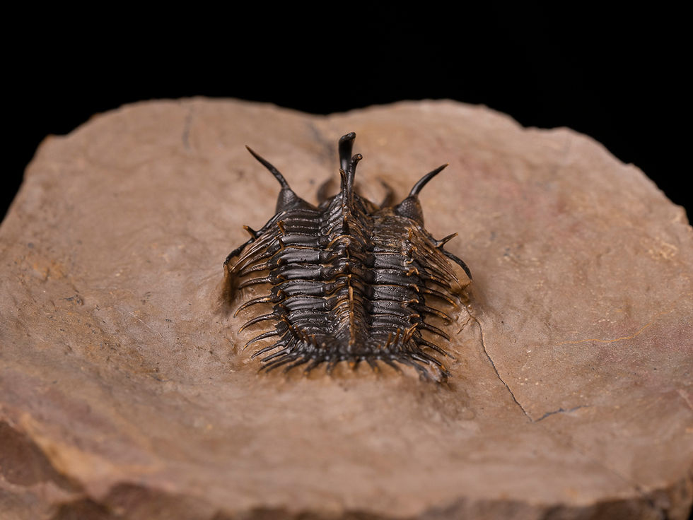 Thumbnail: Trilobite del devónico inferior Walliserops hammi