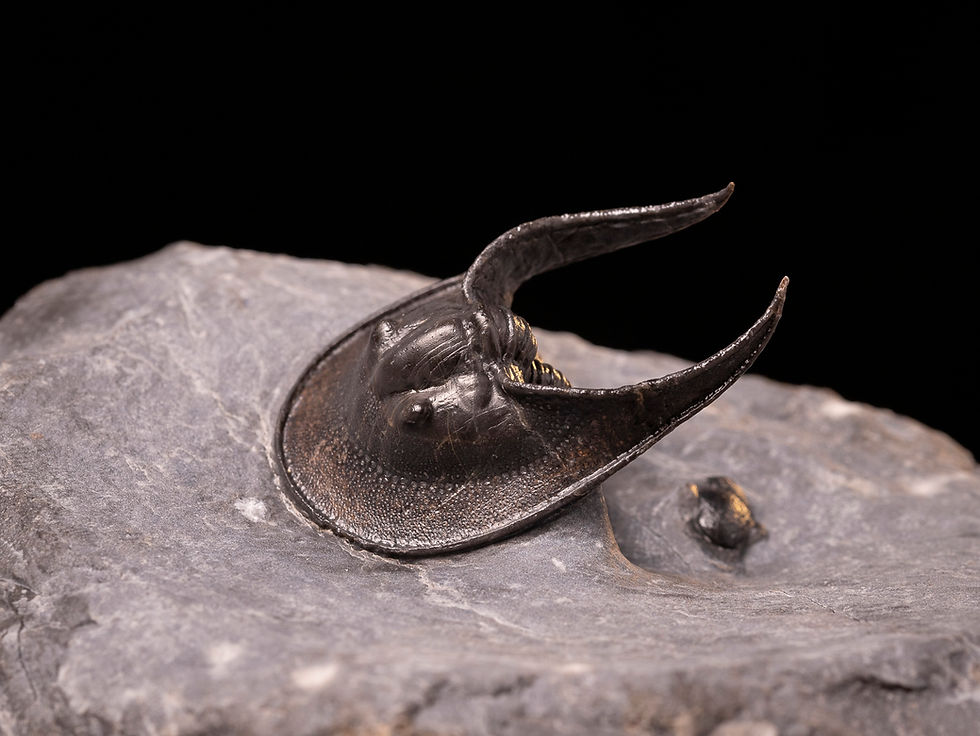 Miniatura: Trilobite del Devónico Medio Harpes boudibensis n. sp. (Anteriormente conocido como Harpes perradiatus)