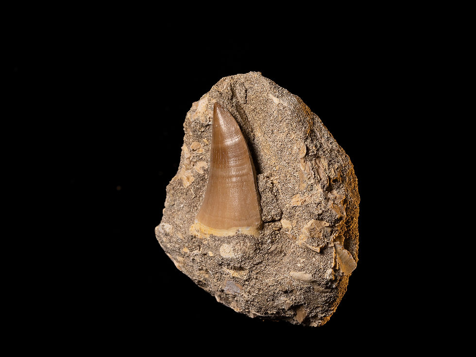 Thumbnail: Hainosaurus boubker