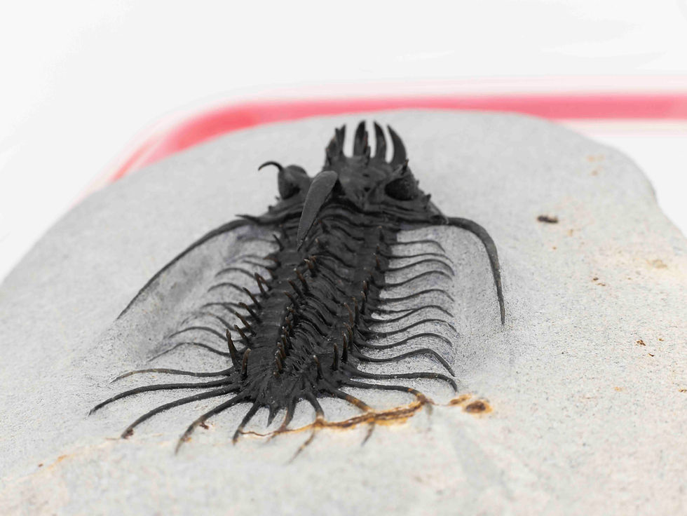 Thumbnail: Quadrops flexuosa