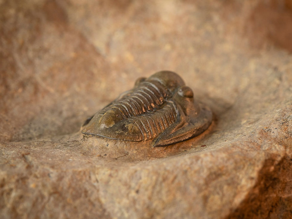 Miniatura: Proetina ihmadii