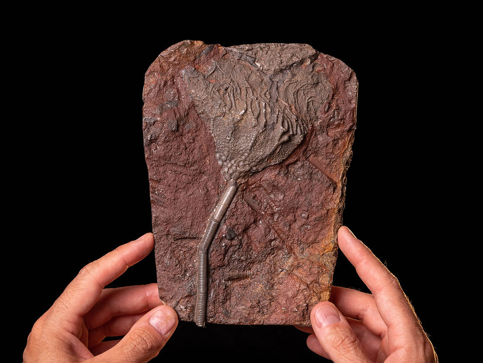 Placa de crinoideos del silúrico Scyphocrinites elegans