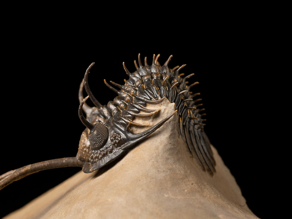 Thumbnail: Trilobite Fósil Devónico Walliserops trifurcatus