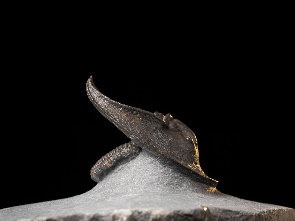 Miniatura: Trilobite del Devónico Harpes perradiatus