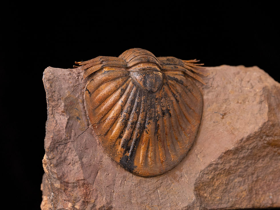 Miniatura: Trilobite del devónico inferior Platyscutellum massai