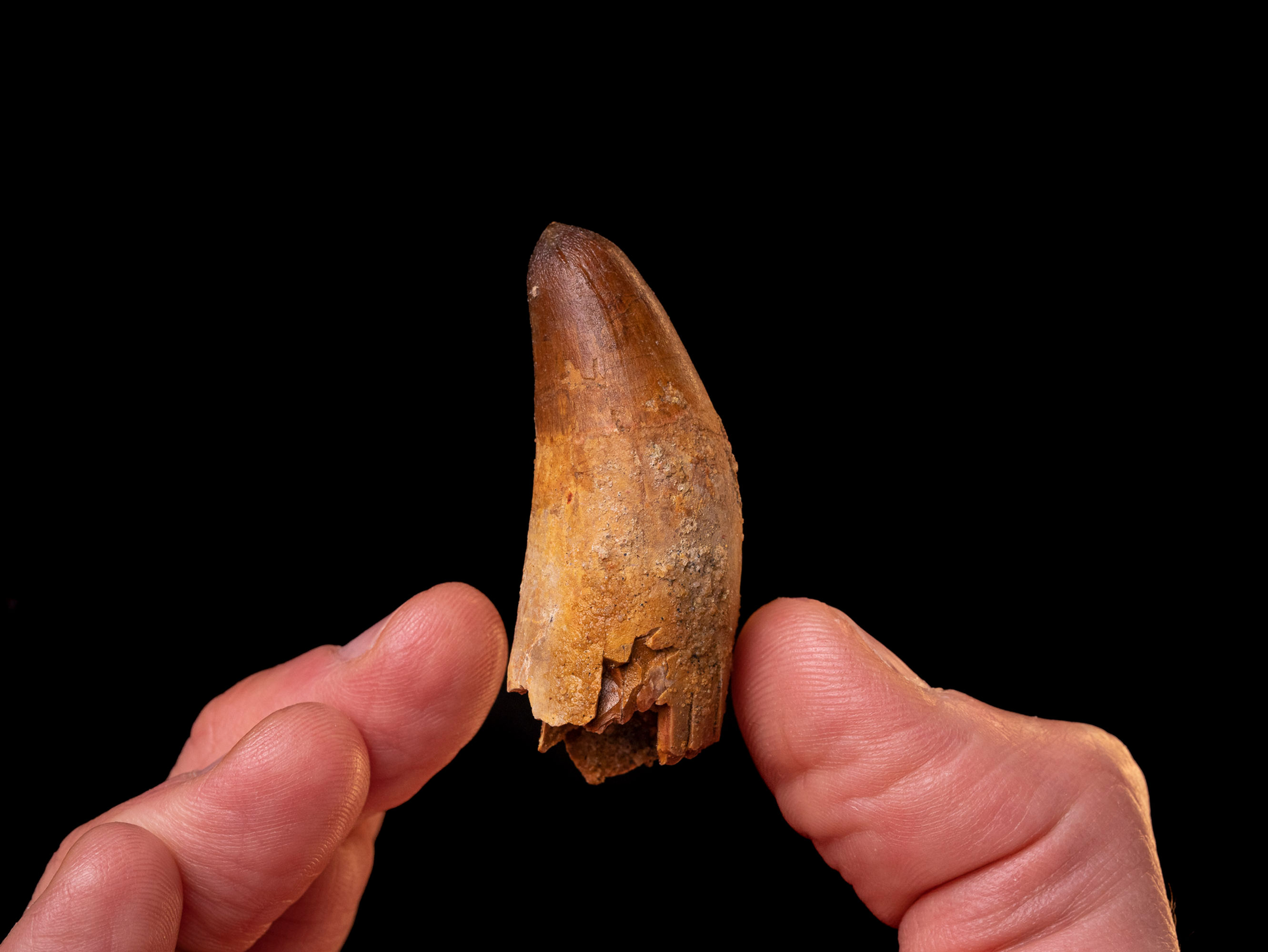 Fotografía vista frontal auténtico diente cocodrilo Elosuchus chirifiensis calidad colección museo