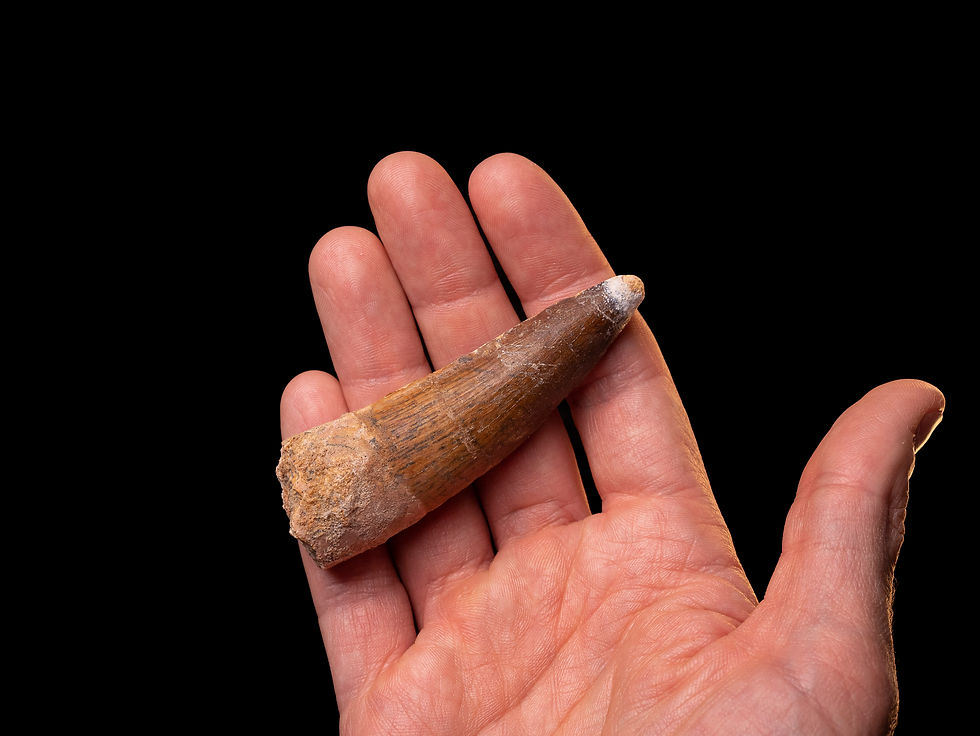 Thumbnail: Fotografía vista gereral auténtico diente dinosaurio carnívoro Spinosaurus aegyptiacus calidad museo sobre una mano