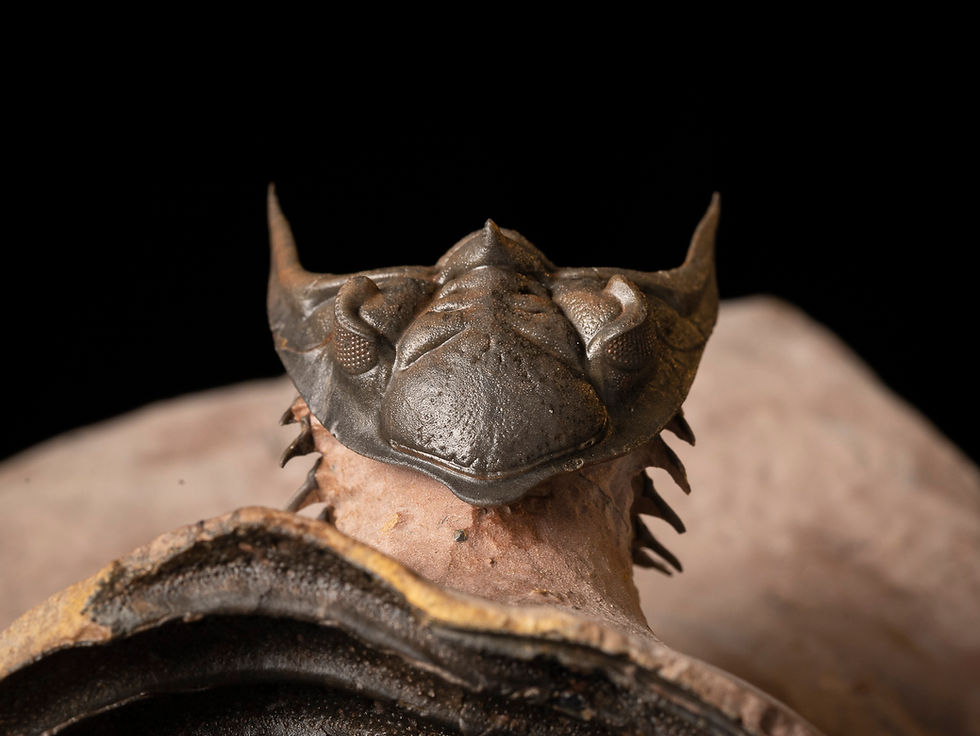 Thumbnail: Asociación Trilobites Devónico Metacanthina issoumourensis & Scabrella sp.