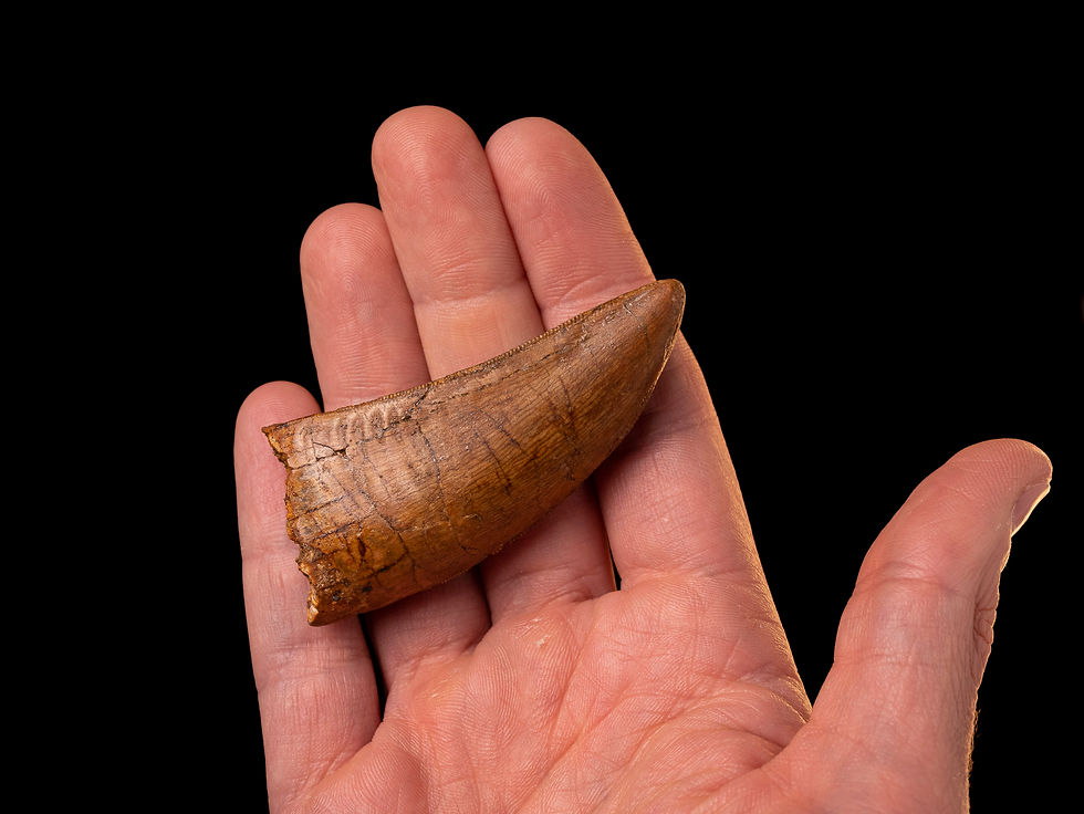 Miniatura: Fotografía vista general auténtico diente dinosaurio carnívoro Carcharodontosaurus saharicus calidad museo sobre una mano
