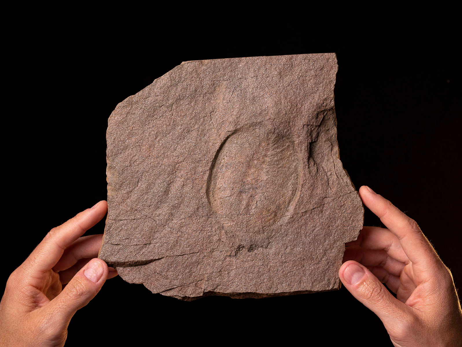 Medusa del ordovícico superior Duslia insignis (Cheloniellon)