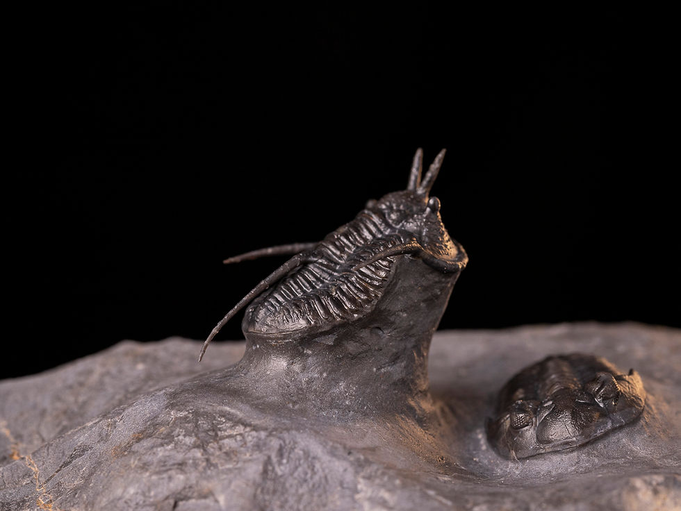 Miniatura: Asociación de trilobites del devónico medio Cyphaspis walteri & Hollardops sp.