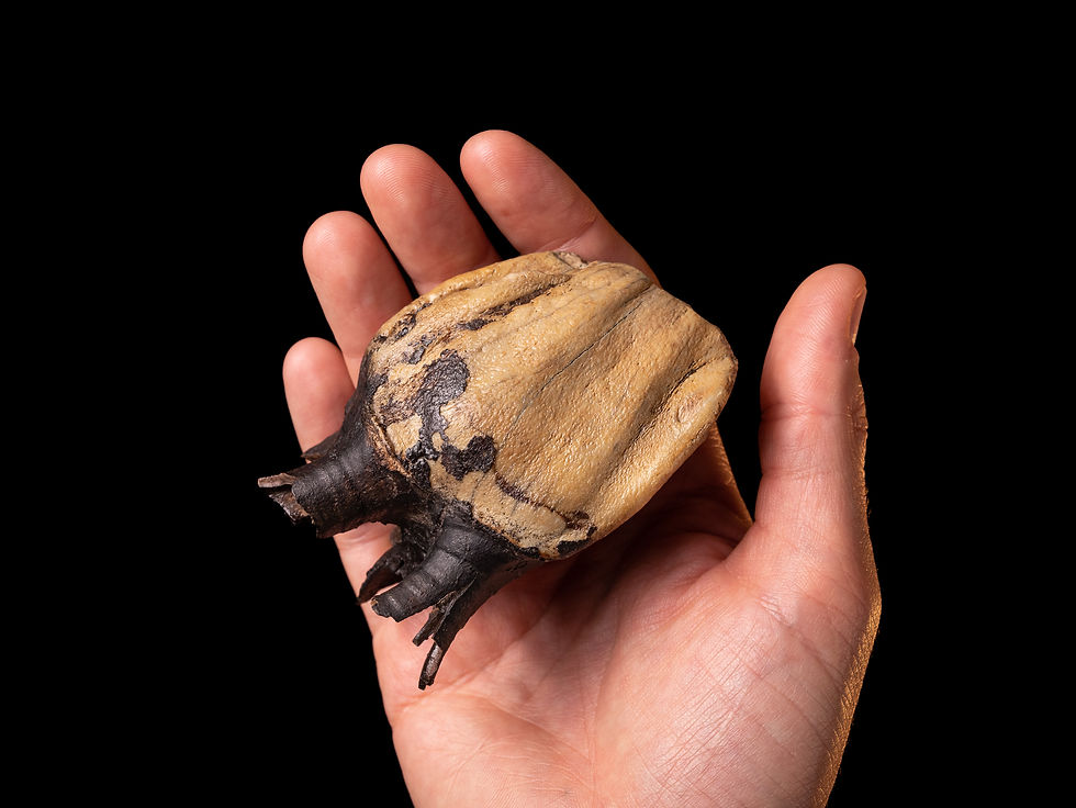 Molar de Coelodonta antiquitatis (Rinoceronte lanudo) del Pleistoceno superior