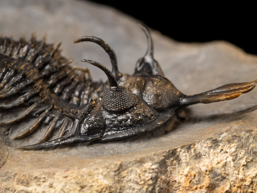 Thumbnail: Fotografía Trilobite Devónico alta calidad exclusivo Walliserops lindoei