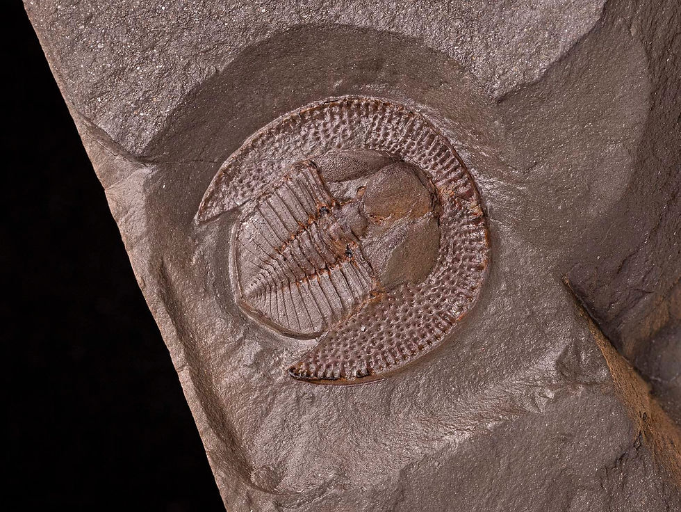 Thumbnail: Trilobite del ordovícico superior Declivolithus alfredi