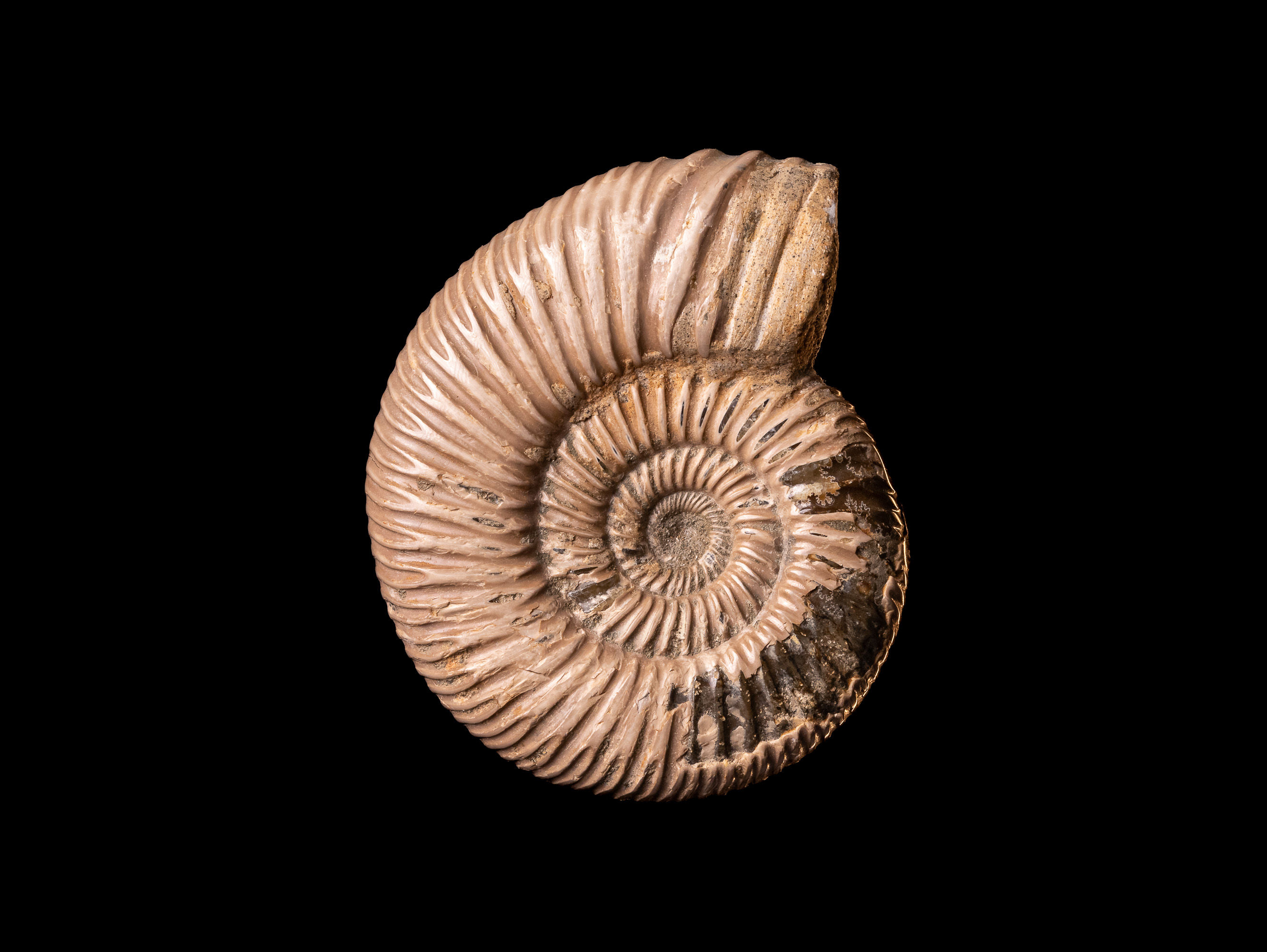 Ammonite del jurásico superior Perisphinctes virguloides