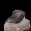 Thumbnail: Trilobite del devónico inferior de la escasa especie Wenndorfia gr. plana (Parahomalonotus)