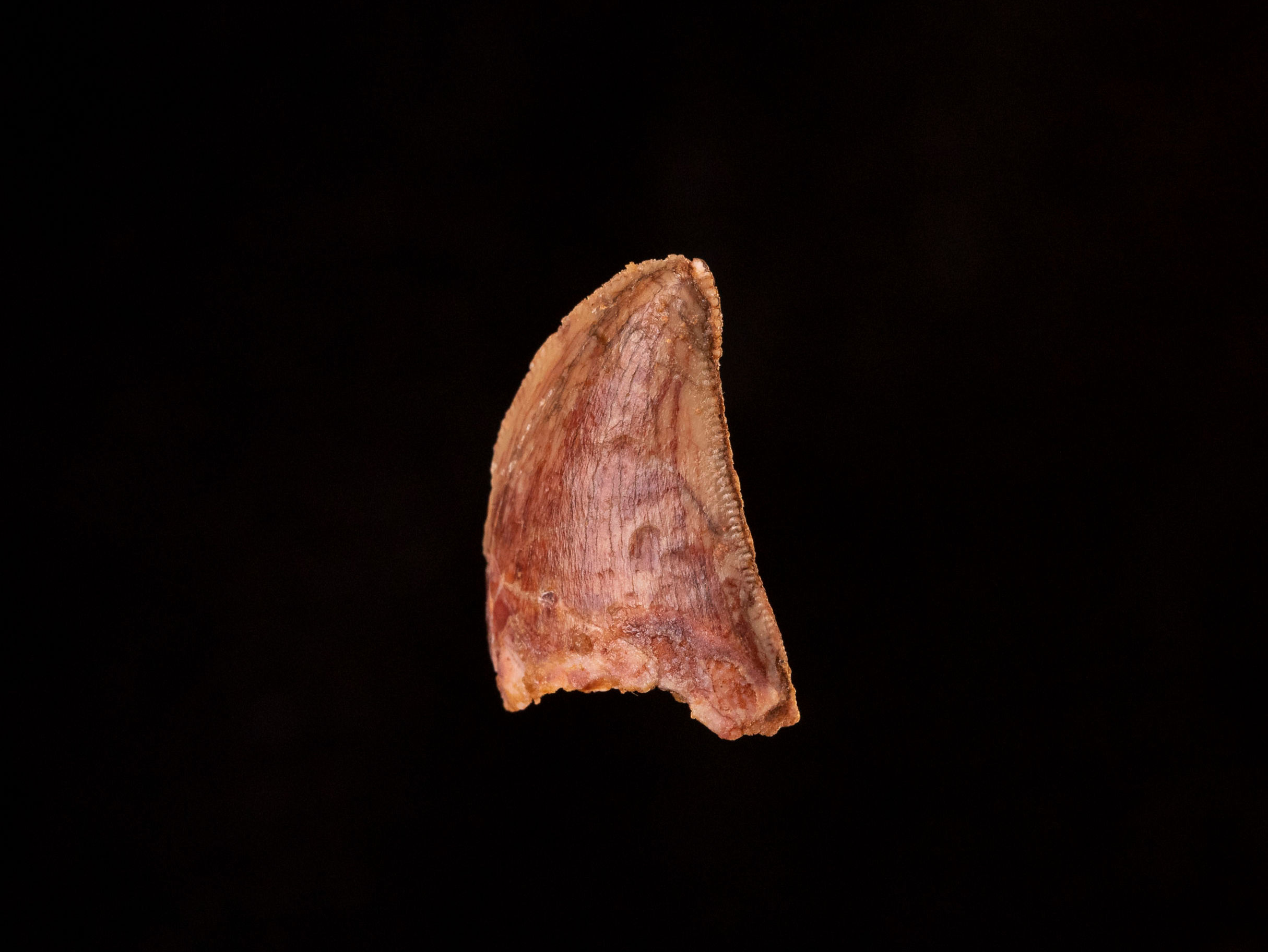 Carcharodontosaurus saharicus