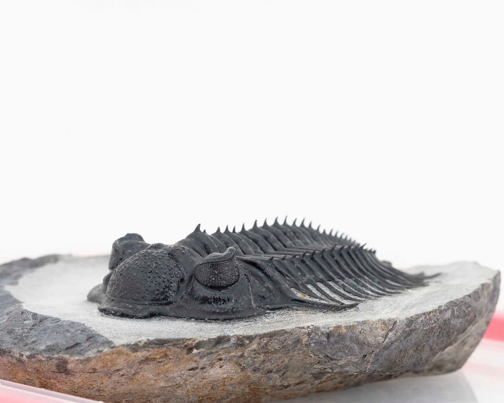 Thumbnail: Saharops sp.
