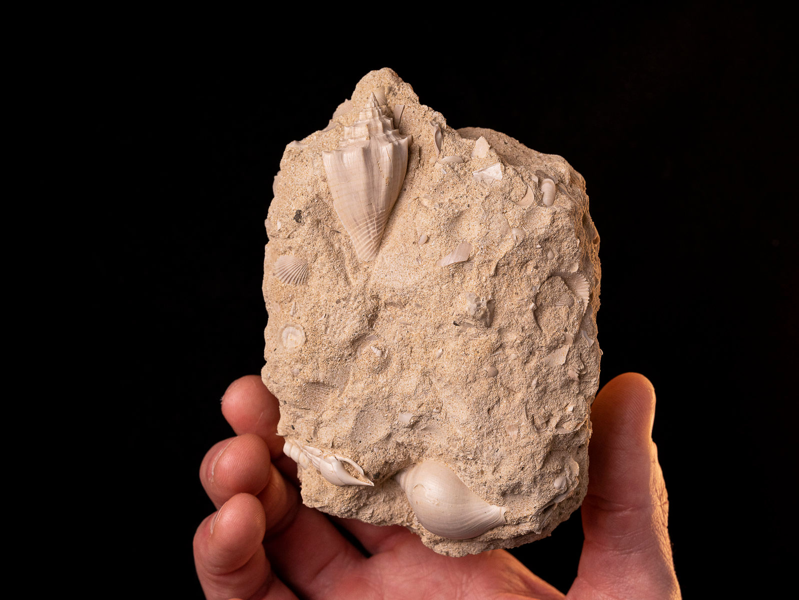 Moluscos fósiles del Eoceno Athleta (Volutispina) spinosa, Sycum bulbiforme y Rimella fissurella