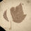 Thumbnail: Viburnum sp.