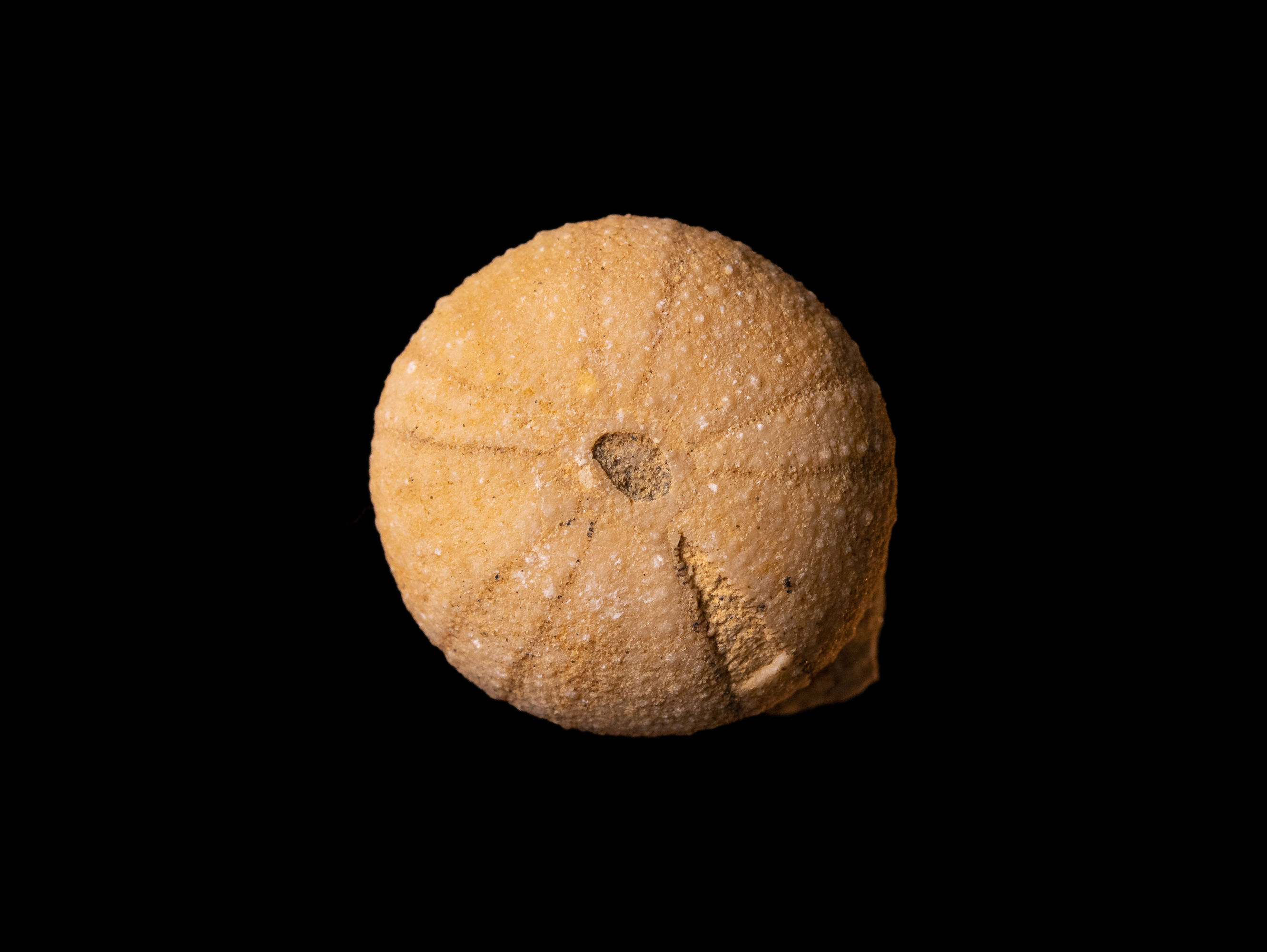 Erizo de mar fósil del Cretácico superior Orthopsis miliaris procedente de Charente (Francia)