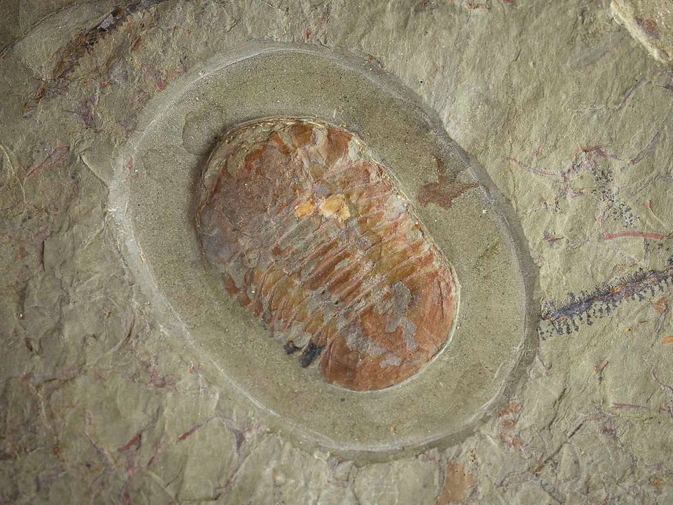 Thumbnail: Symphysurus sp.