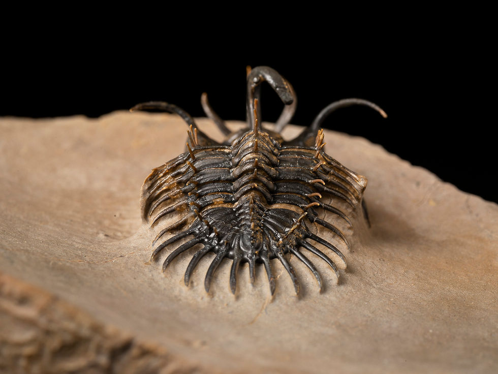 Thumbnail: Trilobite Fósil Devónico Walliserops hammi