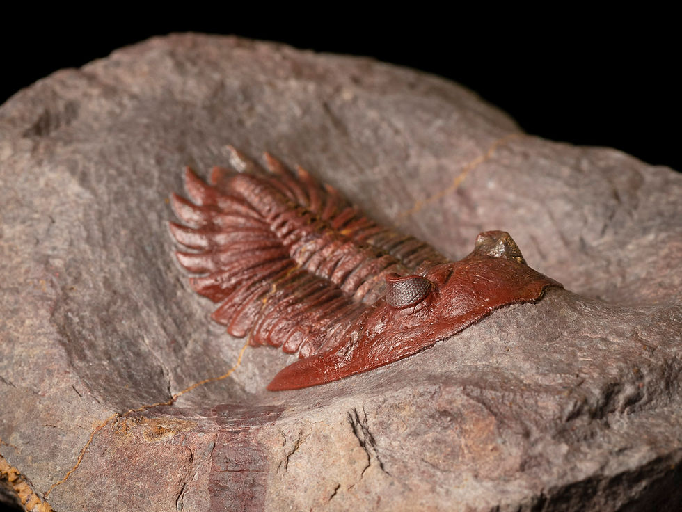 Thumbnail: Fotografia vista frontal trilobite Hollardops aff. burtandminae de inusual color rojo