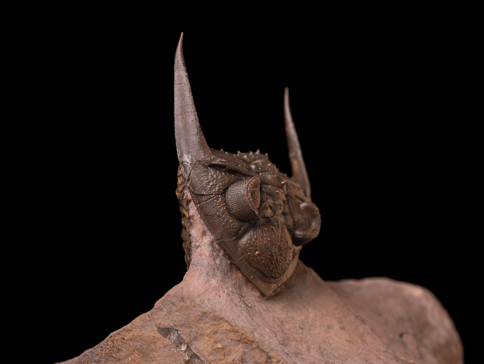 Trilobite del devónico inferior Zlichovaspis spinifera
