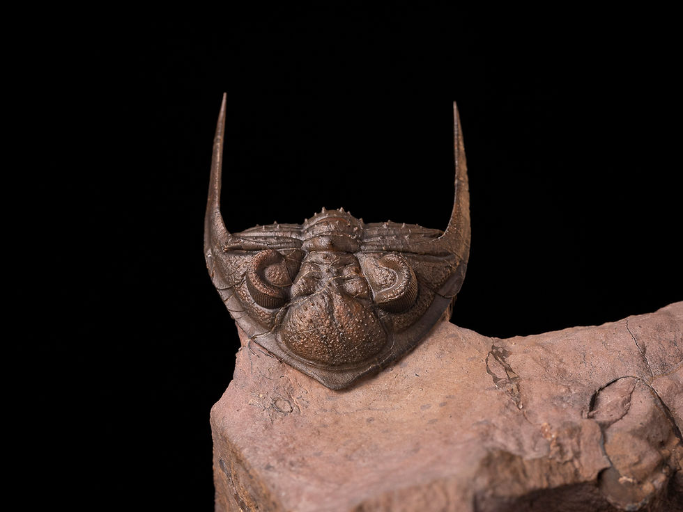 Miniatura: Trilobite del devónico inferior Zlichovaspis spinifera