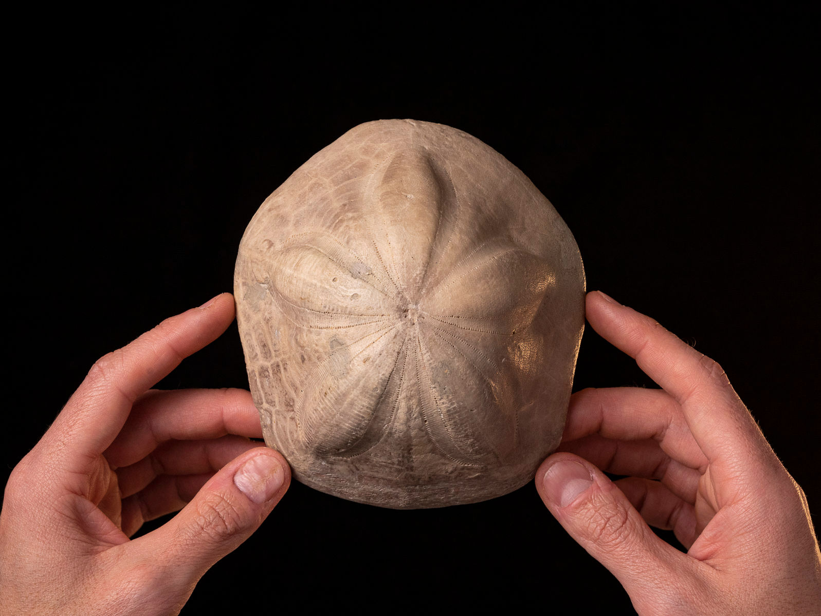 Erizo fósil del Mioceno Clypeaster campanulatus