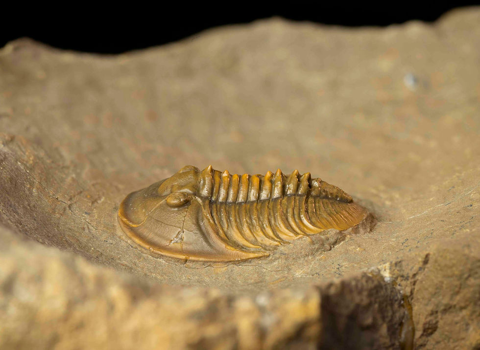 Thumbnail: Tropidocoryphe sp.