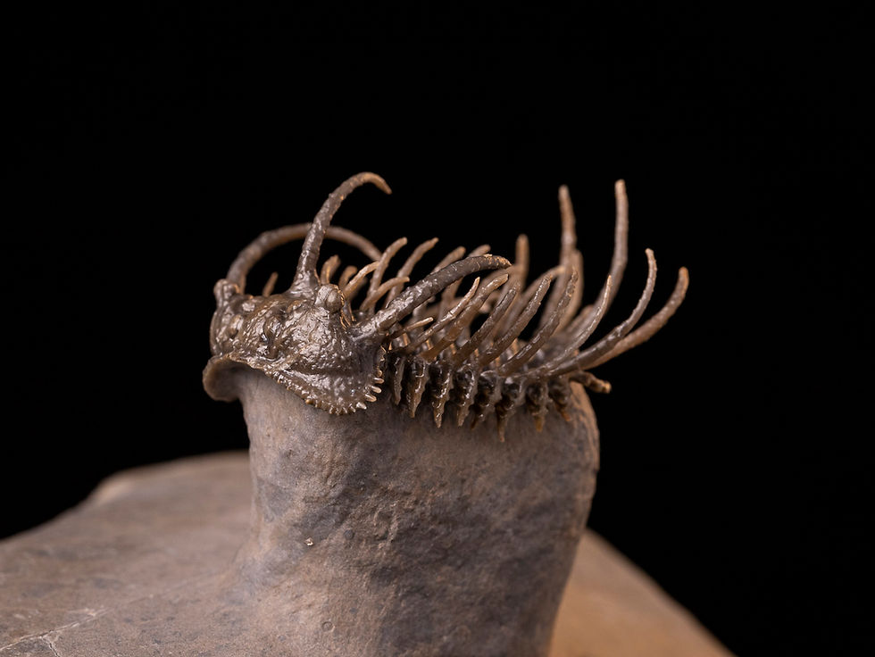 Increíble trilobite del devónico inferior Koneprusia dahmani