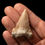 Miniatura: Fotografía vista frontal diente tiburón Paleocarcharodon orientalis  sosteniéndolo con la mano