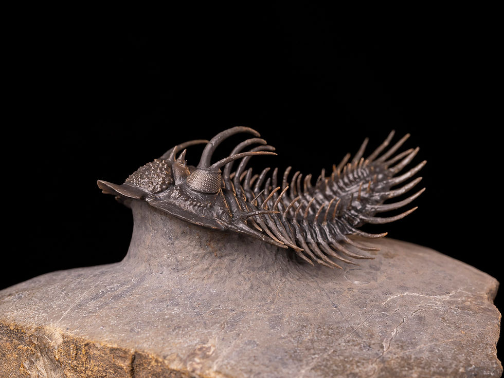 Impresionante trilobite del devónico inferior Comura bultyncki de extraordinario tamaño