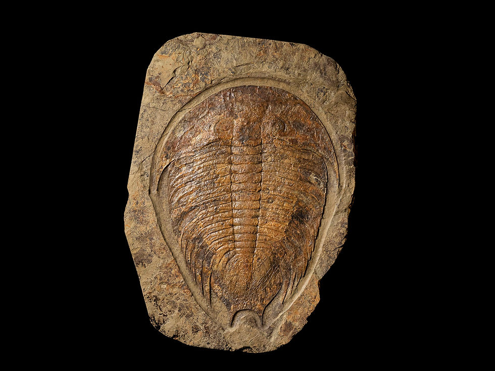Thumbnail: Impresionante trilobite del ordovícico Dikelokephalina brenchleyi