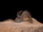 Trilobite del devónico inferior Walliserops sp.