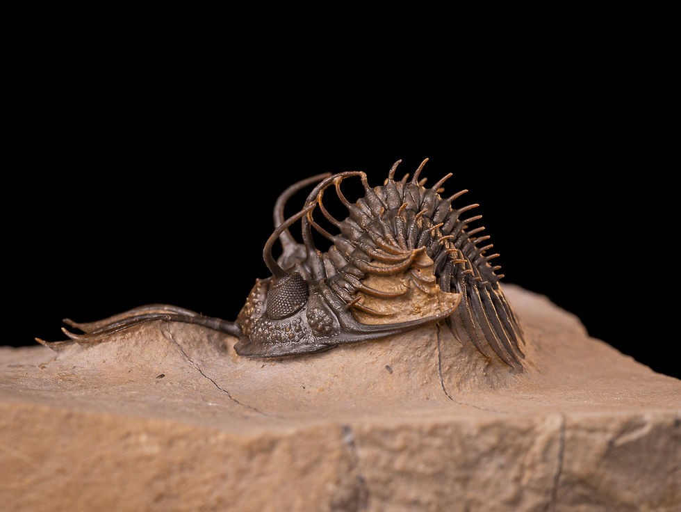 Trilobite del devónico inferior Walliserops sp.