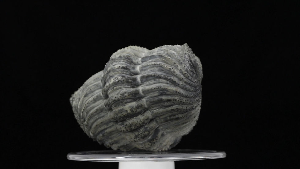 Miniatura: Drotops megalomanicus