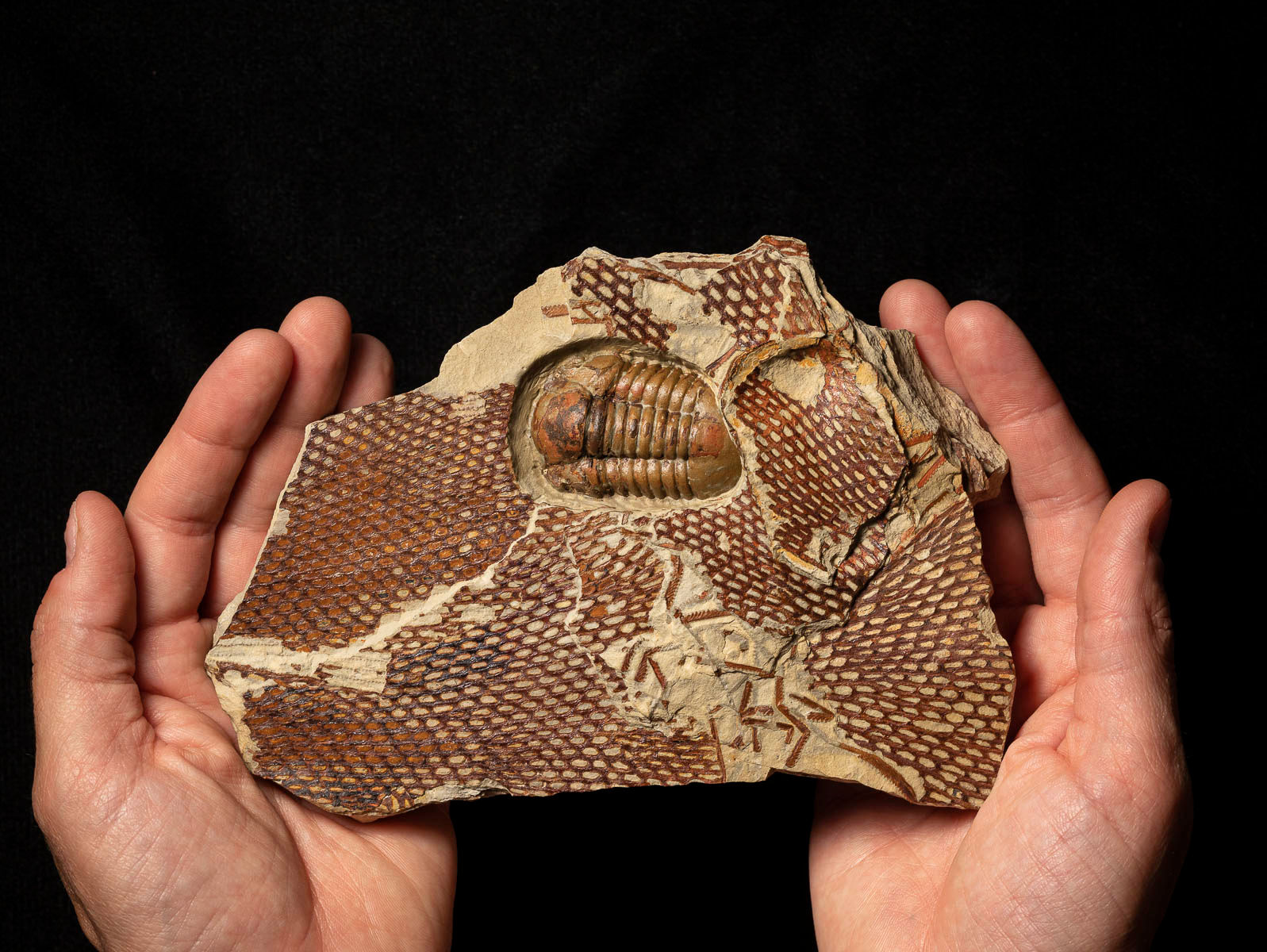 Asociación Trilobites del Ordovícico Symphysurus ebbestadi & Calyxdendrum amicabilis n. sp.