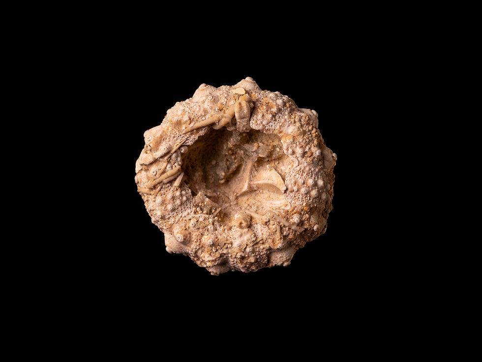 Erizo de mar fósil del Jurásico superior Perisalenia koenigii, procedente de Pas de Calais (Francia)