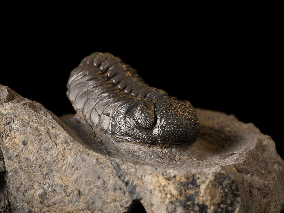 Thumbnail: Asociación Trilobites del Devónico Morocops ovatus & Cyphaspis kraidensis