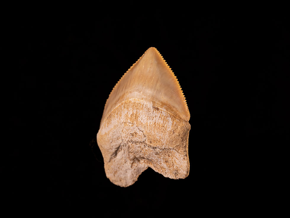 Miniatura: Diente de tiburón del Cretácico superior Squalicorax pristodontus | Toptrilos