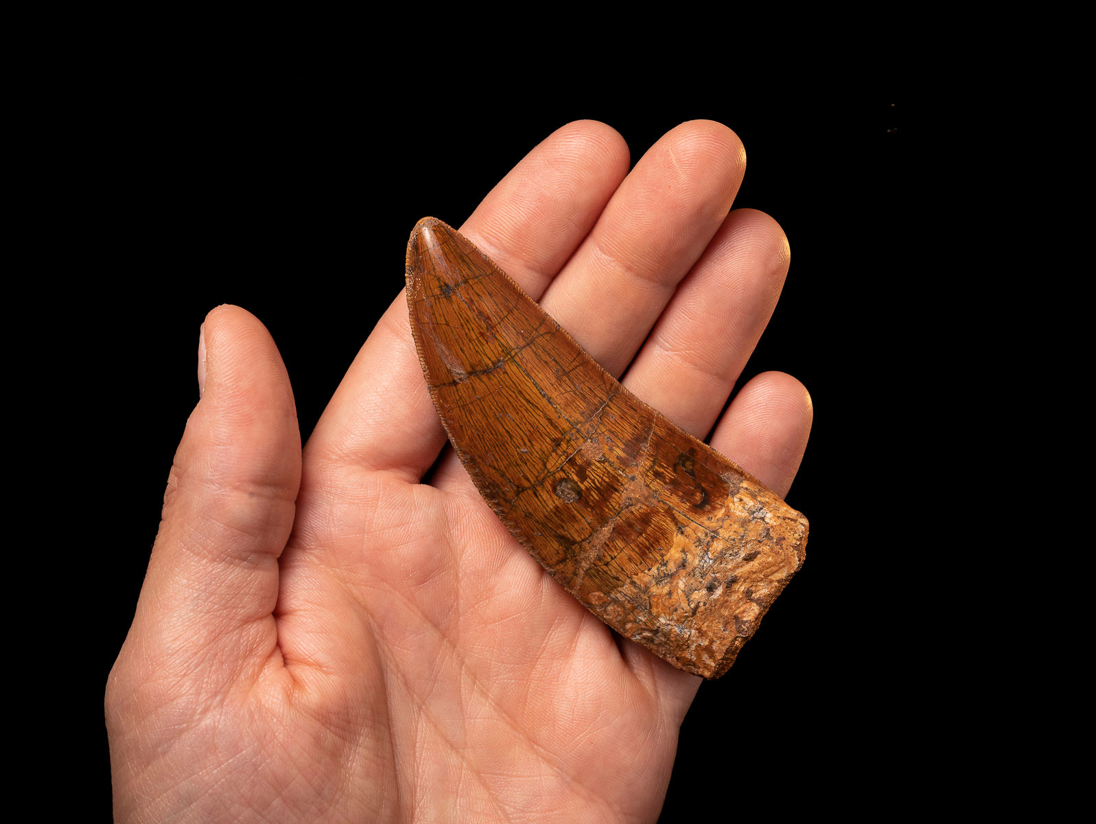 Fotografía vista frontal diente dinosaurio carnívoro Carcharodontosaurus saharicus en mano sobre un fondo negro.